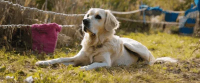 Pet Alerte 62 : Le Réseau Solidaire pour Retrouver vos Animaux Perdus dans le Pas-de-Calais