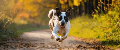 Pet Alerte 62 : Le Réseau Vital pour Retrouver un Animal Perdu dans le Pas-de-Calais