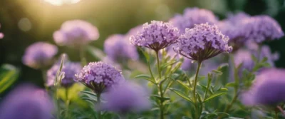Mauve Plante : Propriétés Médicinales et Usages