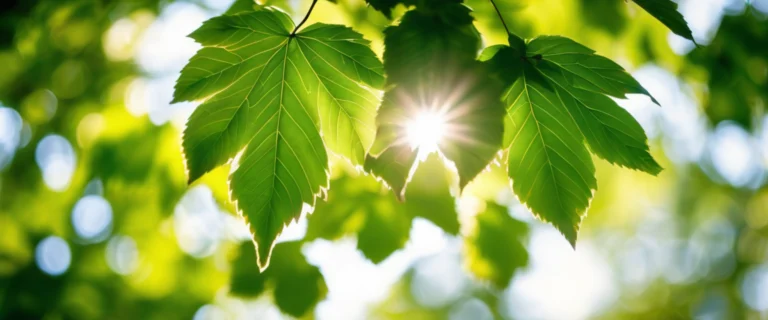Feuilles du noisetier : Bienfaits santé 2026